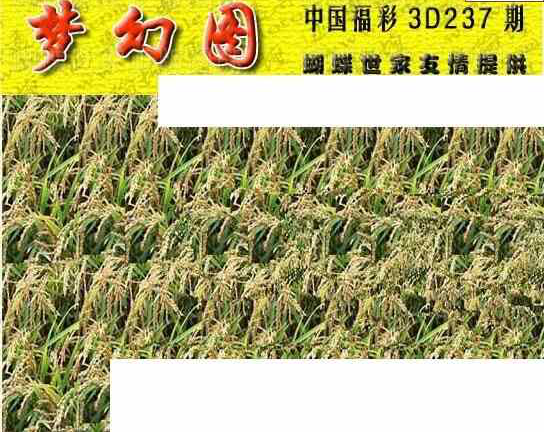 24237期: 3D蝴蝶世家蝴蝶彩图