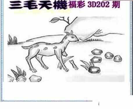 24202期: 三毛3D精品图谜